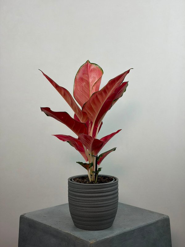Aglaonema "Pink Star"