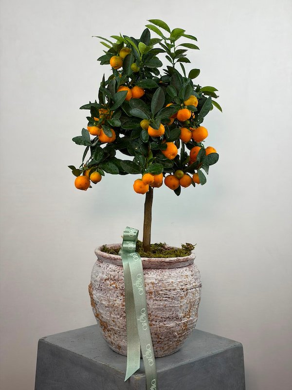 Citrus Ağacı