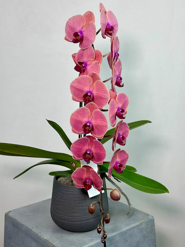 Formidablo Rose Red Orkide