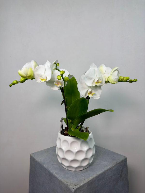 Champagne 2'li Phalaenopsis Orkide