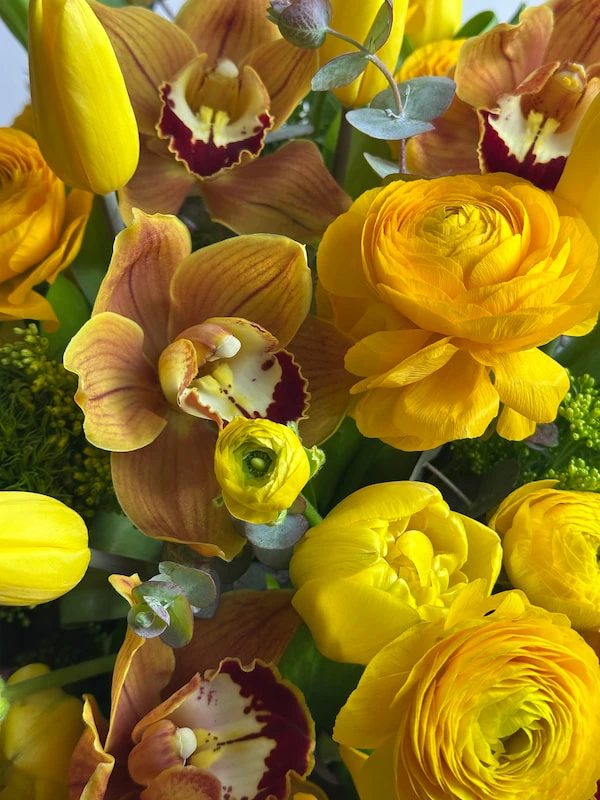 Solis Bloom