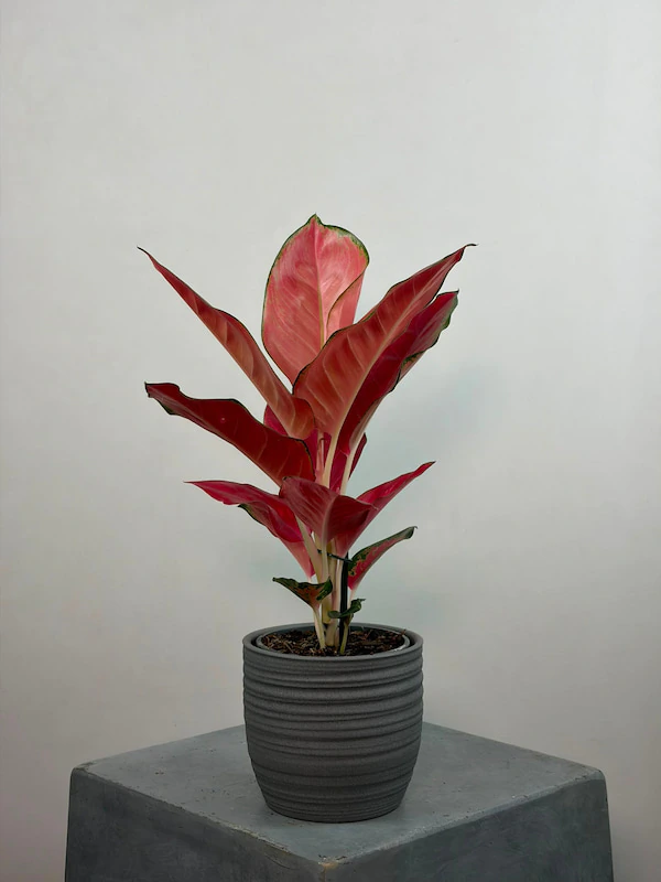 Aglaonema "Pink Star"