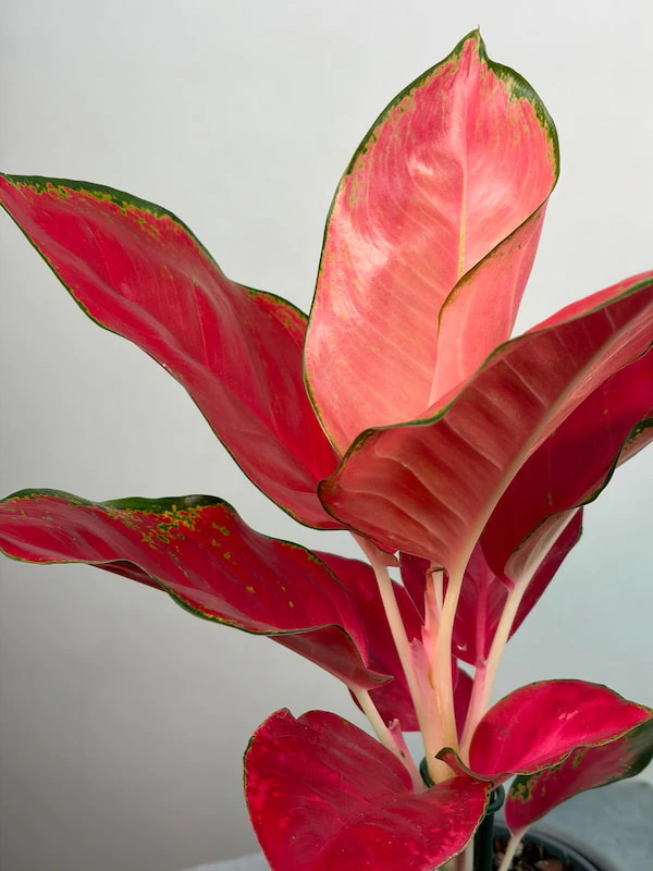 Aglaonema "Pink Star"