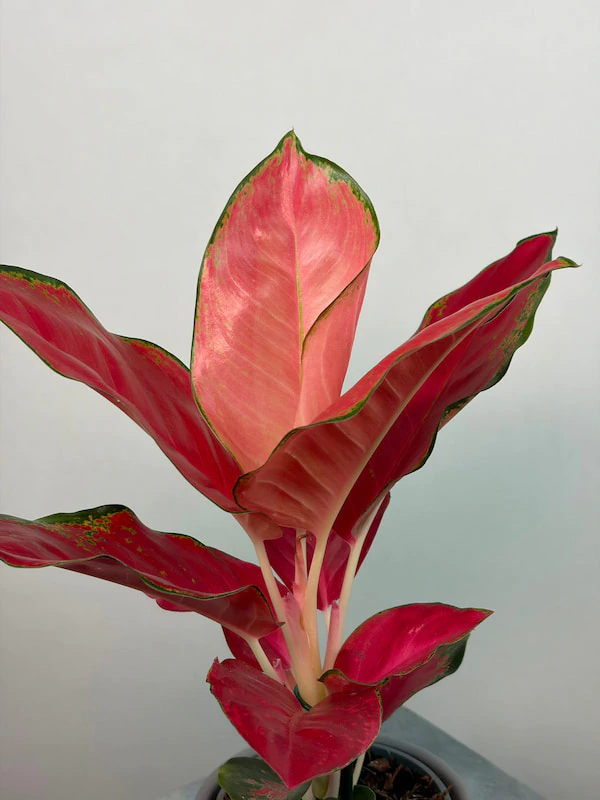Aglaonema "Pink Star"