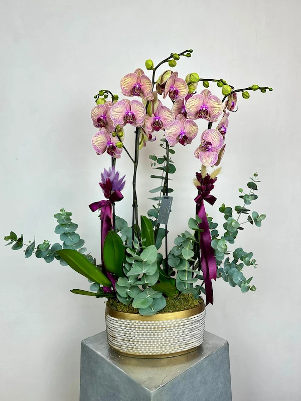 Kaleidoscope 4'lü Phalaenopsis Deluxe