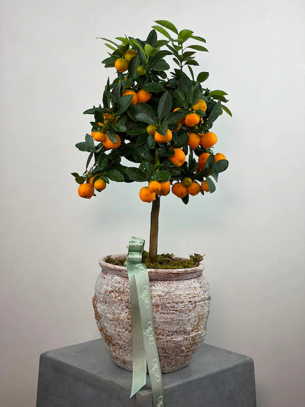 Citrus Ağacı
