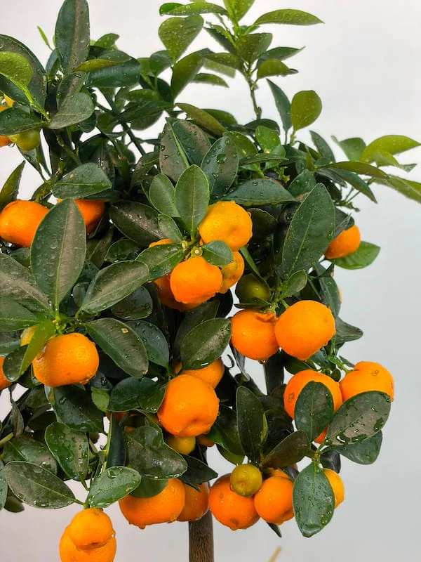 Citrus Ağacı