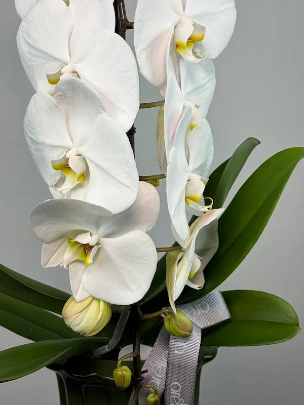 Pearl Formidablo Orkide