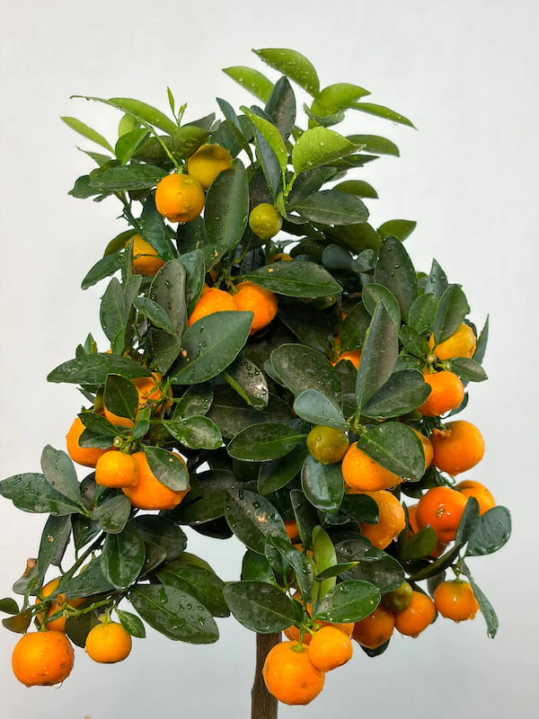 Citrus Ağacı
