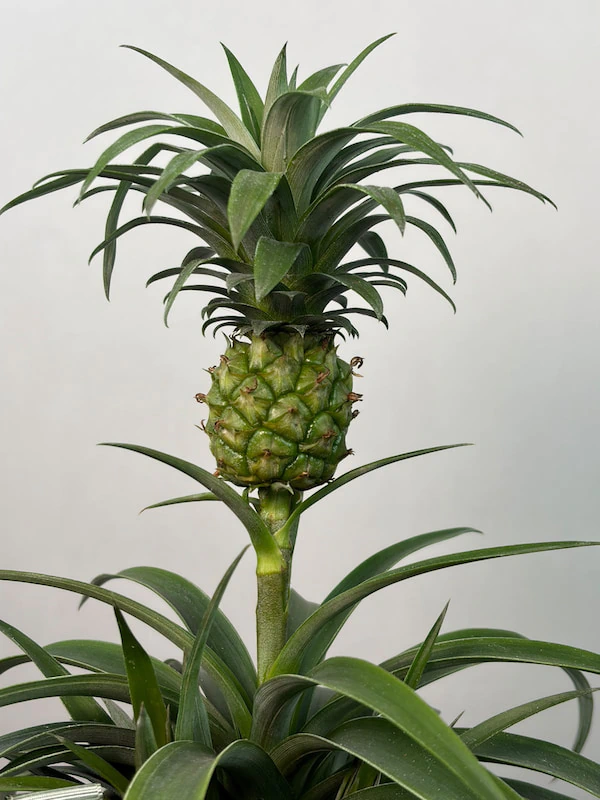Ananas Bitkisi