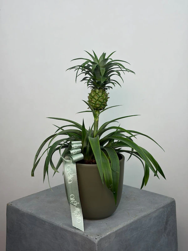 Ananas Bitkisi
