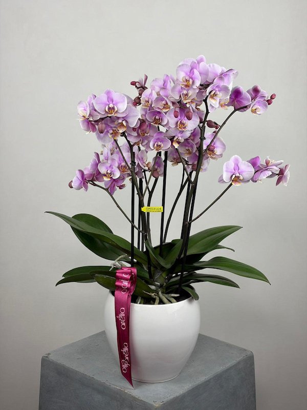 Caro Deluxe Pembe Bellissimo Orkide