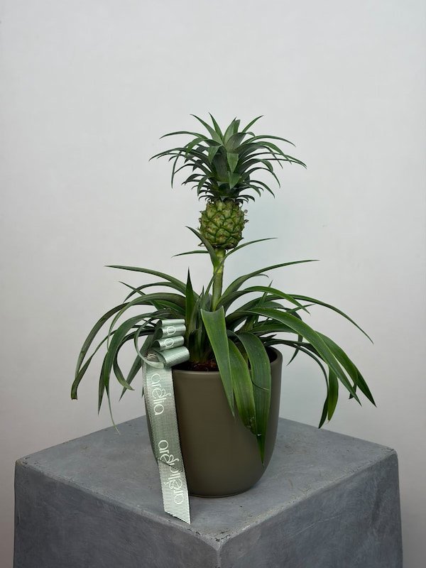 Ananas Bitkisi